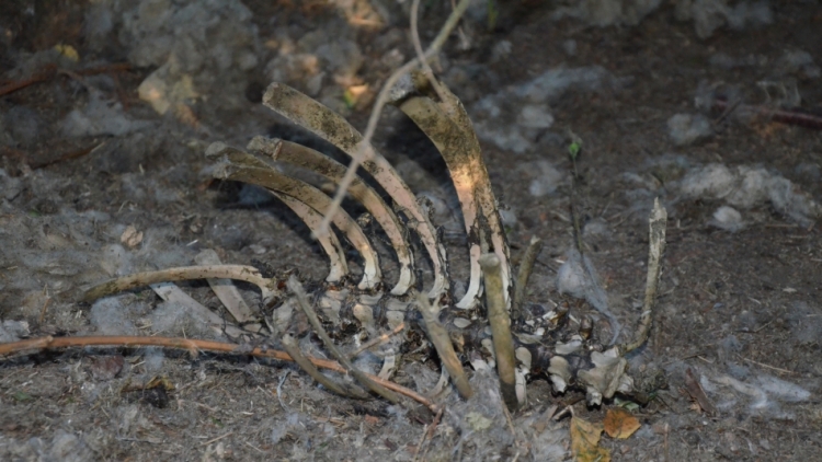 Houbaři se vrátili domů otřeseni, našli mrtvá těla zvířat