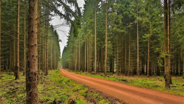 Brdští lesníci budou chránit lesy před kůrovcem společně