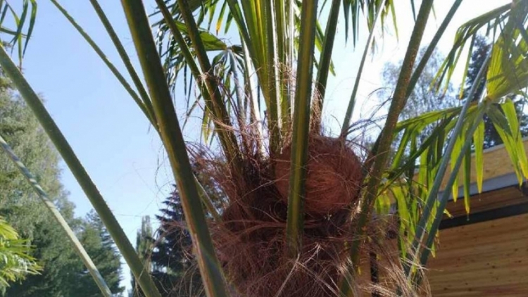 FOTO DNE: Nedávno se zasadily palmy a v nejbližších dnech se chystá první sklizeň kokosových ořechů