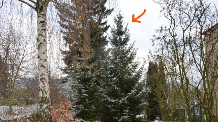 Jeden vánoční strom vyrostl v Lazci, druhý přímo v Příbrami