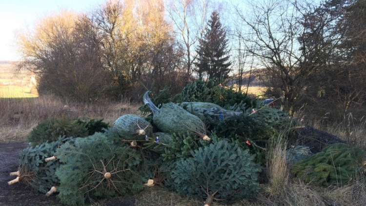 Nezakoupené vánoční stromky potkal drsný osud. Válí se v lese jako smetí!