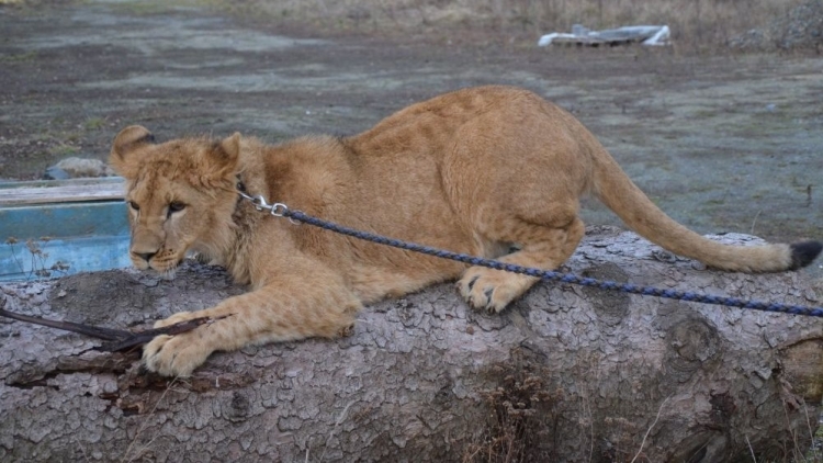 Muž v Novém Kníně, který si pořídil dva lvy, dostal od dobříšského městského úřadu pokutu