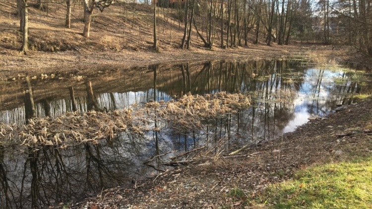 Příbram chce vyčistit Čekalíkovský rybník a zvelebit jeho okolí