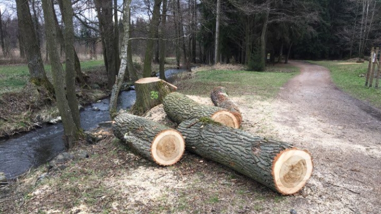 V lesoparku začalo kácení nebezpečných stromů