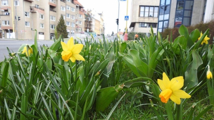 Příjemné jarní teploty proměňují ulice v květinové záhony