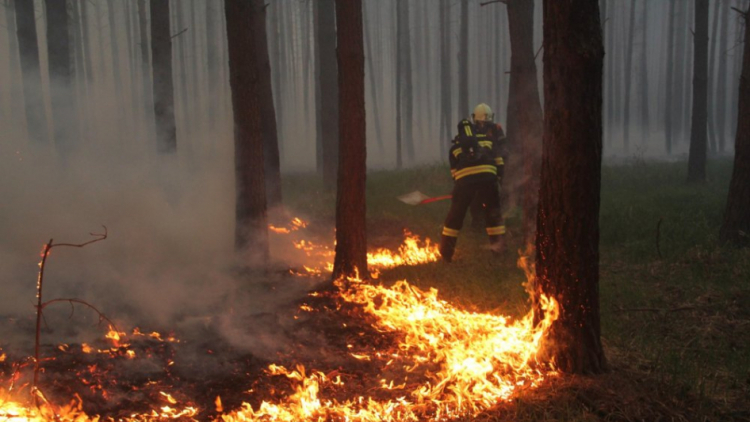 Hasiči bojují s rozsáhlým požárem lesa