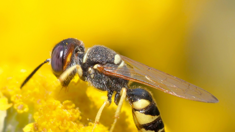 Na střeše kulturního domu v Příbrami se možná budou chovat včely