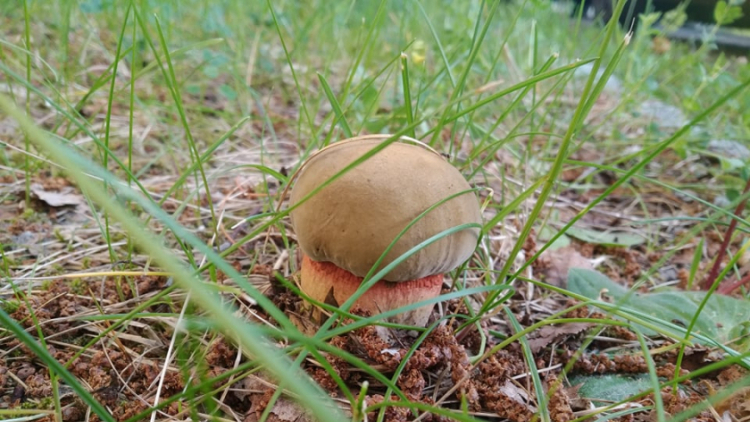 Foto dne: Na houby nemusíte do lesa, i v Příbrami je dobré podhoubí