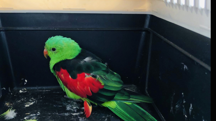 Městští strážníci odchytili papouška