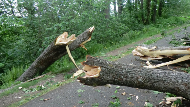 Varování meteorologů: Silný vítr může vyvracet stromy