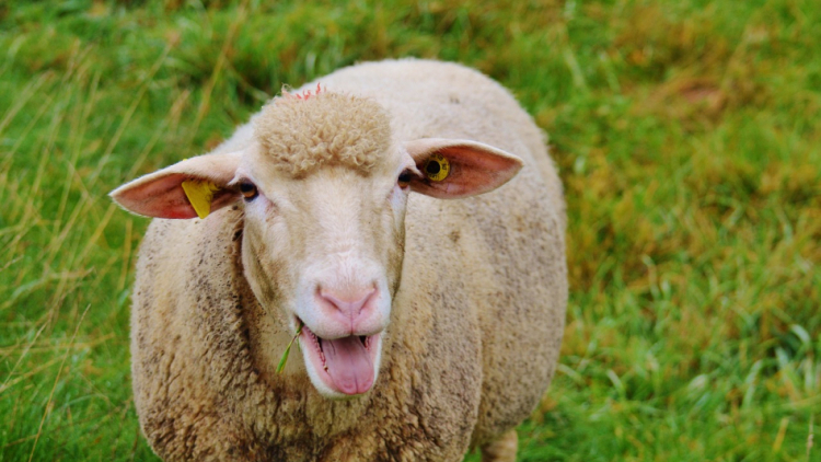 V Příbrami jsou desítky až stovky stavebních pozemků, na kterých se pasou ovce