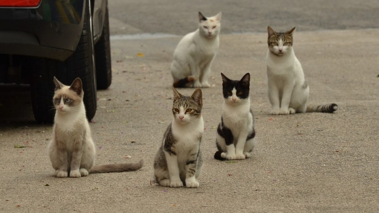 Kočky toulající se v ulicích Příbrami není kam umístit