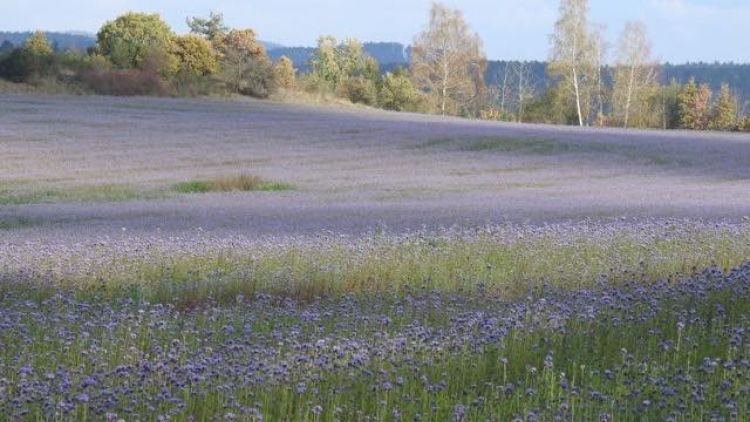 Krajinu v okolí Vltavy ozdobila fialová pole