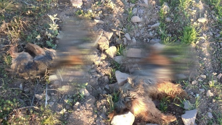 U obce Hluboš byli dnes ráno nalezeni dva mrtví jorkšíři
