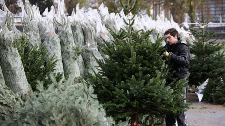Jak pečovat o vánoční stromek, aby dlouho vydržel?