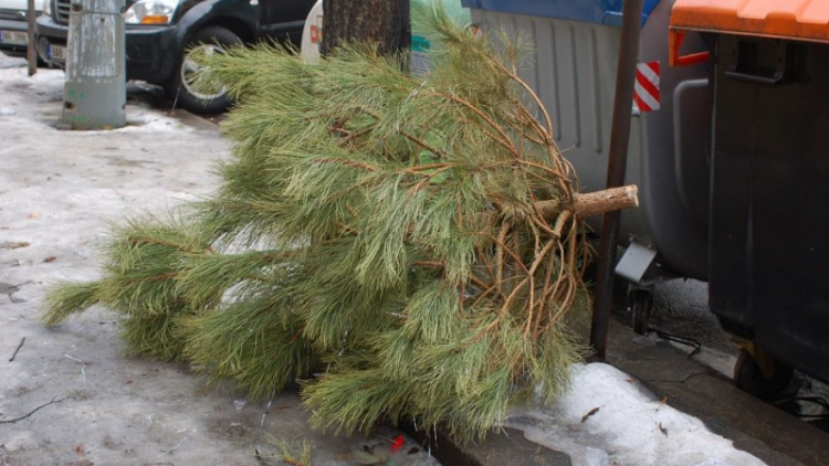 Technické služby dnes zahájily svoz vánočních stromků. Budou zkompostovány