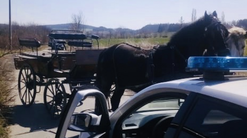Městská policie odchytávala splašené koně se spřežením
