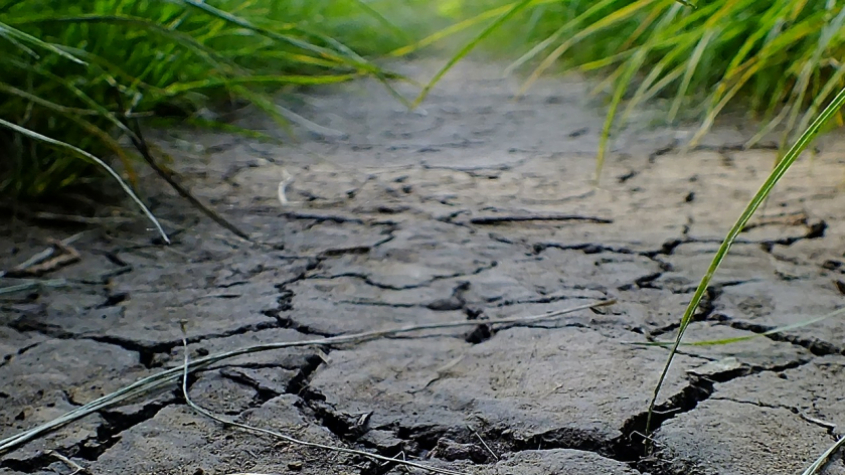 Sucho trápí zemědělce, situace je nejhorší za posledních 500 let