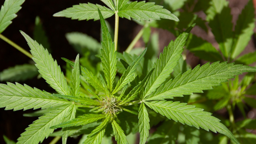 Sněmovna by mohla jednat o beztrestném pěstování marihuany pro vlastní léčbu či potřebu