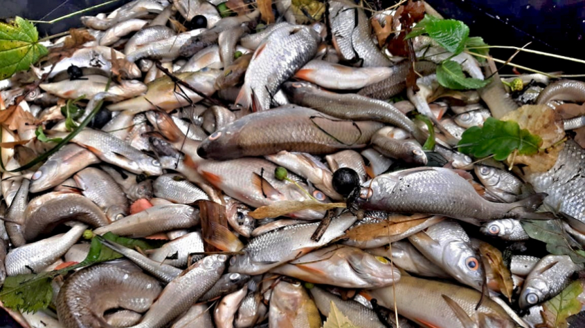V rybníce na Příbramsku se objevily desítky uhynulých ryb