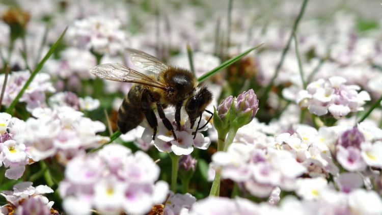 Ve středních Čechách loni výrazně přibylo případů včelího moru