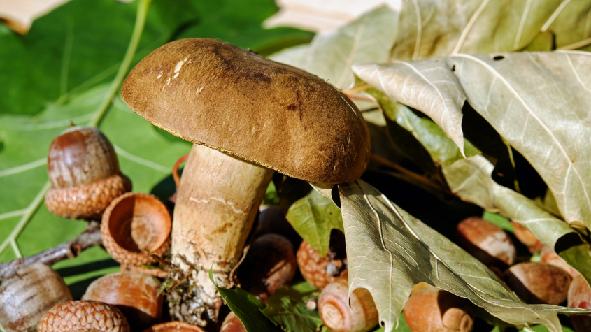 Navzdory suchu houby stále rostou. Jak je uskladnit na zimu?