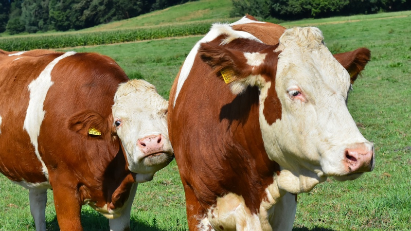 Jako na Divokém západě: Z pastviny zmizely čtyři krávy