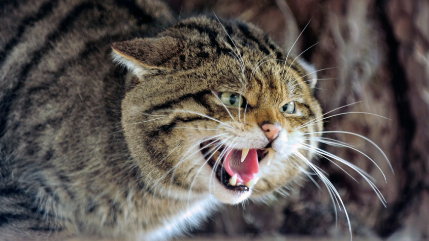 Vědci potvrdili výskyt kočky divoké v okolí Dobříše
