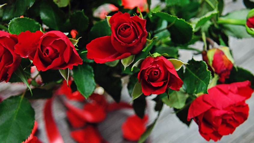 Valentýn: Nebojte se sudého počtu květů, pozor dejte na „myluju tě“