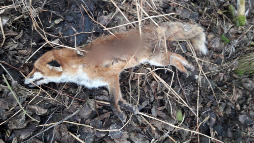 V Tochovicích kdosi zastřelil tři lišky a pohodil je na kraj remízku