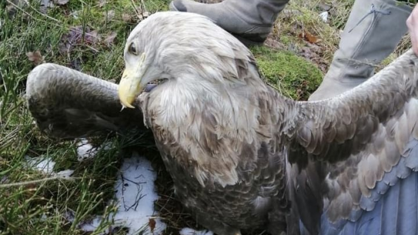 Policie odložila otravu čtyř orlů na Klatovsku; nezjistila, kdo jed nastražil