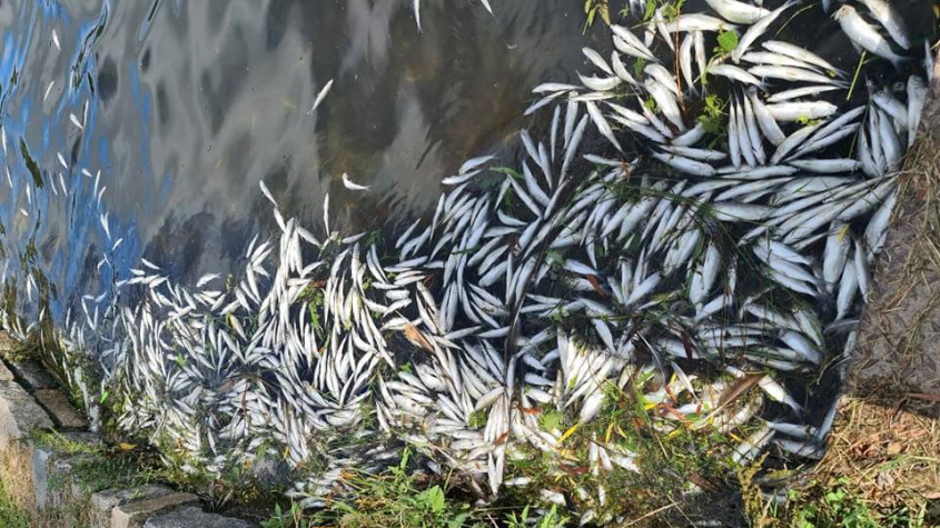 Deficit kyslíku ve vodě Nového rybníka způsobil úhyn 250 kg ryb