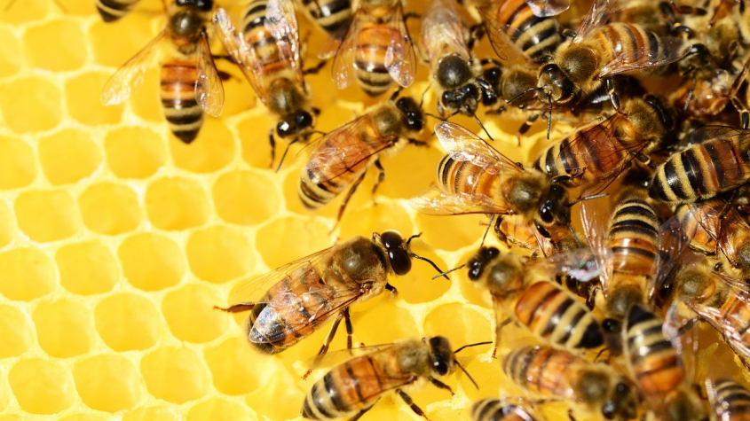 Včely a sv. Ignác. Pouťový víkend v Březnici bude mít chovatelský i duchovní rozměr