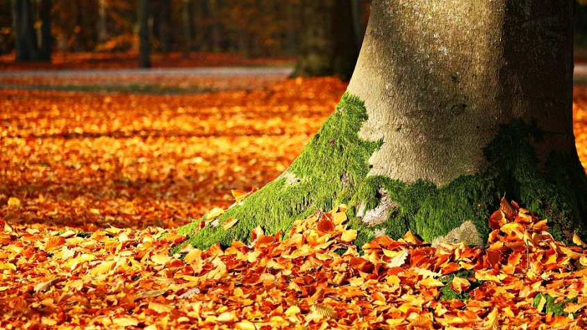 Dnes nastává podzimní rovnodennost a začíná astronomický podzim