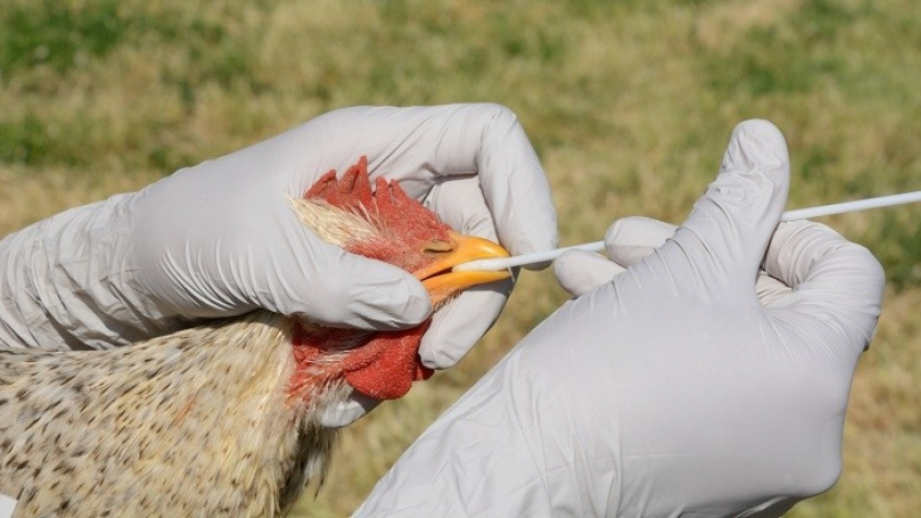 Po čtyřech měsících se v ČR znovu objevila ptačí chřipka, je na Příbramsku