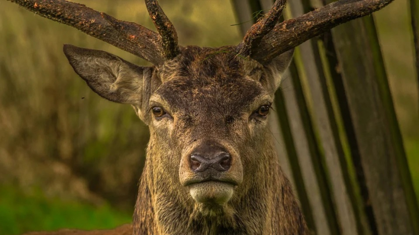 Lidé ve Zduchovicích budou v referendu hlasovat o výstavbě jelení obory