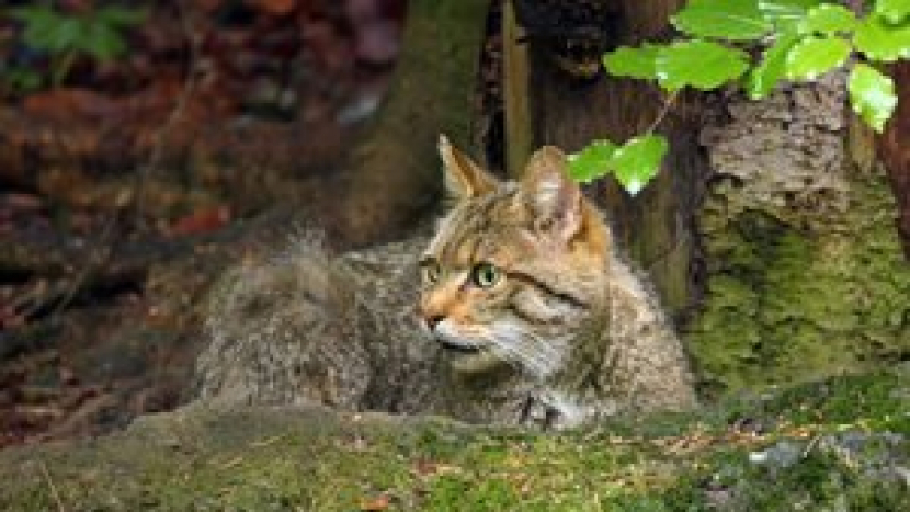 V okolí Dobříše se podařilo zdokumentovat další výskyt kočky divoké