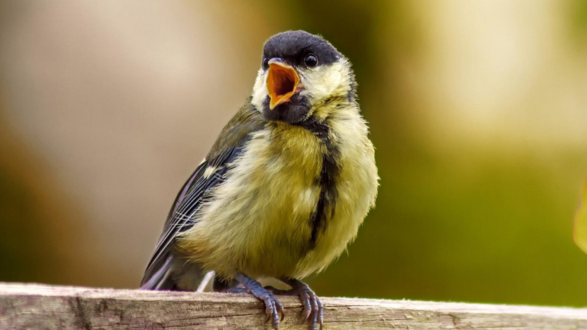 V zámeckém parku v Dobříši přivítáte ptačí zpěv