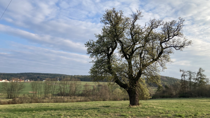 Hrušeň u Drásova se uchází o titul Strom roku, je jí 300 let. Hlasování začne v pondělí