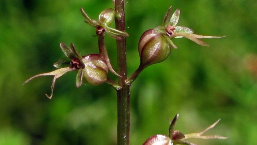 V CHKO Brdy se po více než 90 letech objevila vzácná orchidej bradáček srdčitý