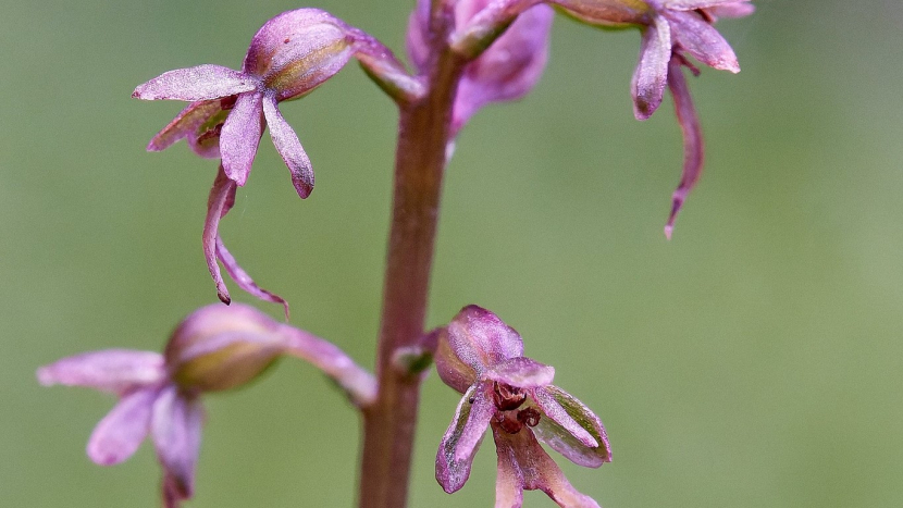 Krčily se v rašeliníku, popisuje objevitel orchideje v Brdech