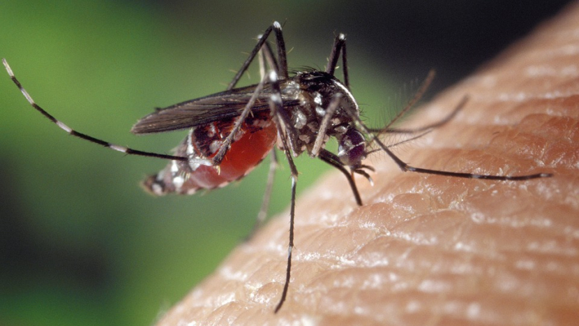 V ČR je dnes mimořádná aktivita komárů