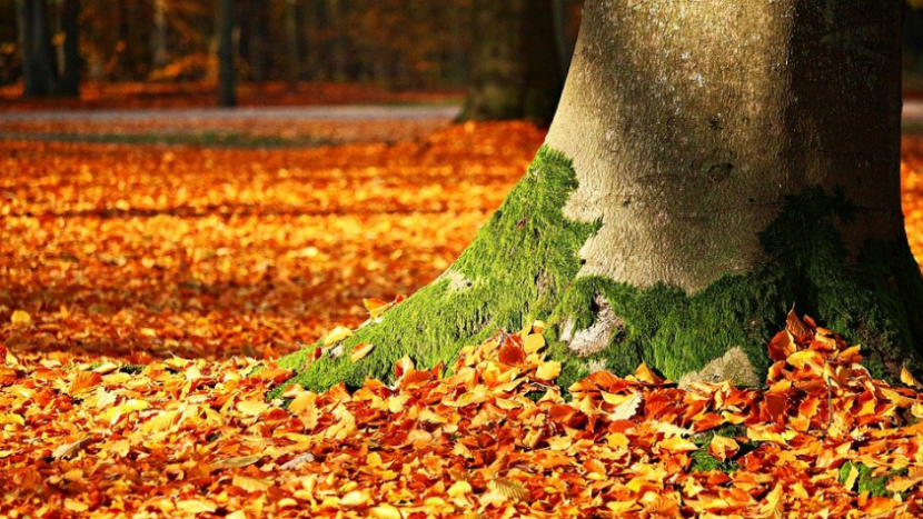 Dnes nastává podzimní rovnodennost a začíná astronomický podzim