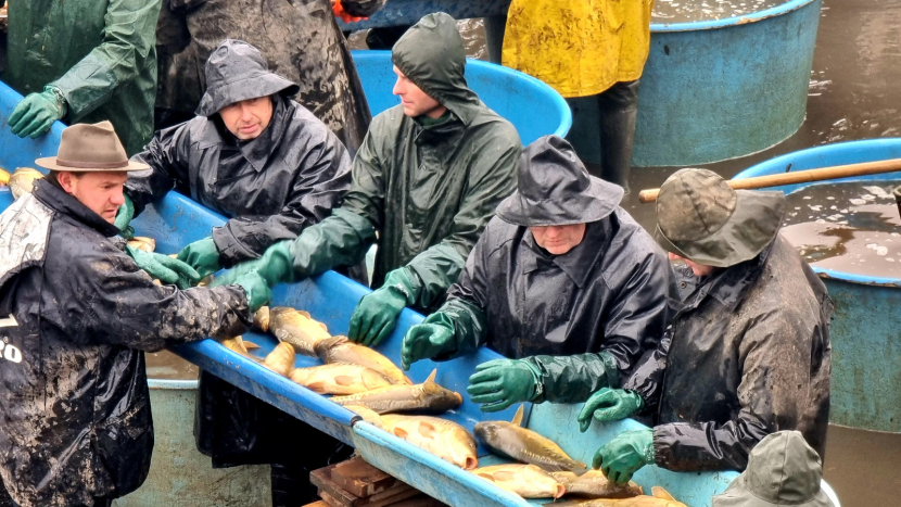 Rybáři vyloví v Brdech jeden z dvojice Padrťských rybníků