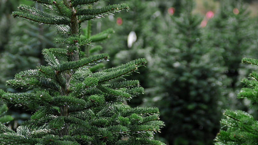 Lesy ČR darují dětem vánoční stromky