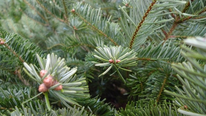 Pěstitelé vánočních stromků letos zdraží asi o deset procent