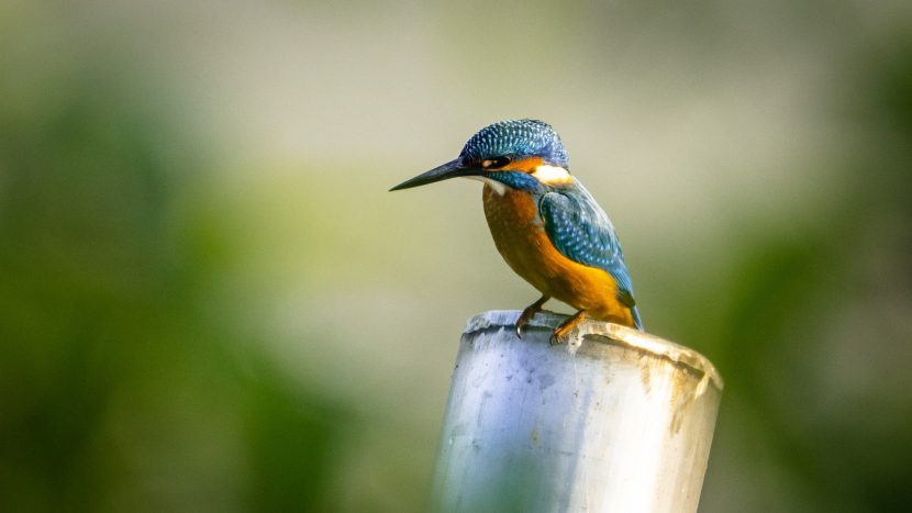 Už v pátek se můžete zapojit do národního pozorování a sčítání ptáků