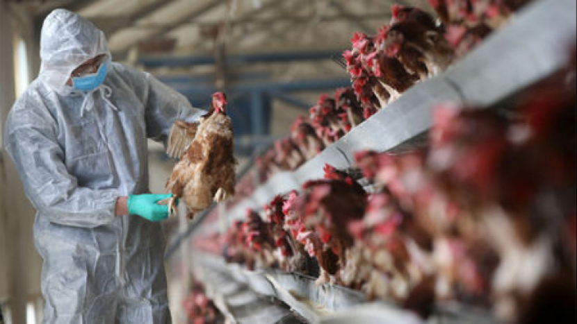 Sedlčanská farma Druhaz, v níž se objevila ptačí chřipka, chce co nejrychleji obnovit chov