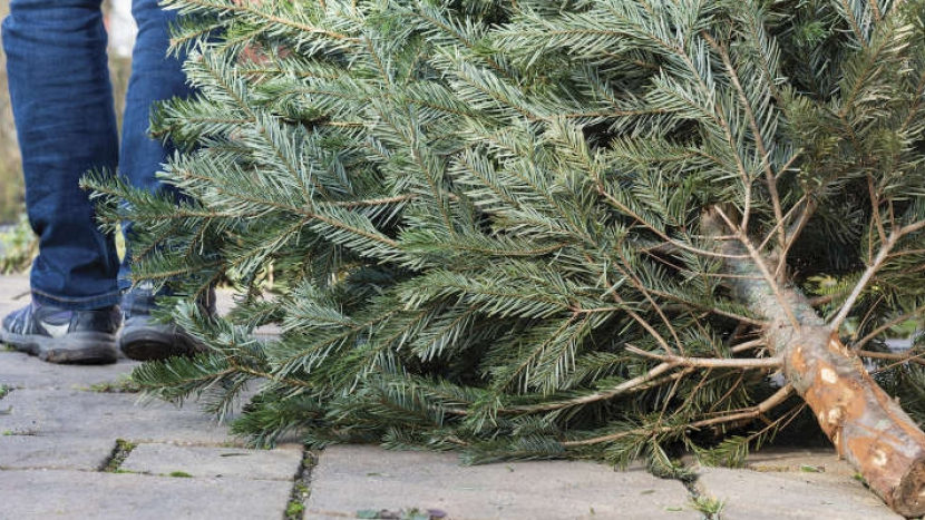 Technické služby zahajují svoz vánočních stromků. Budou zkompostovány