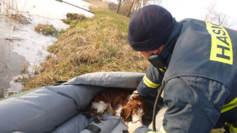 Hasiči na Příbramsku zachránili promrzlého psa z rybníku